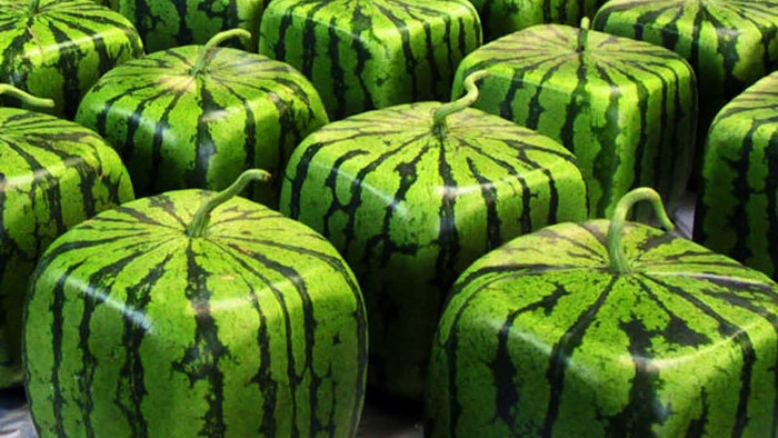 Picture 1 of 700 USD square watermelon / fruit of Japanese farmers