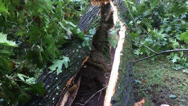 Picture 1 of 70,000 hives in the trunk reveal after hurricanes