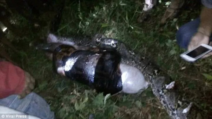 Picture 2 of 7m long python 'dare' to eat Indonesian man?