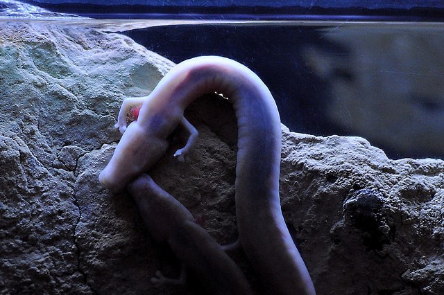 Picture 1 of 8 animals do not eat and still live well