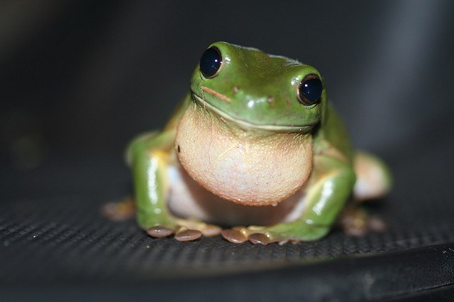 Picture 4 of 8 animals do not eat and still live well