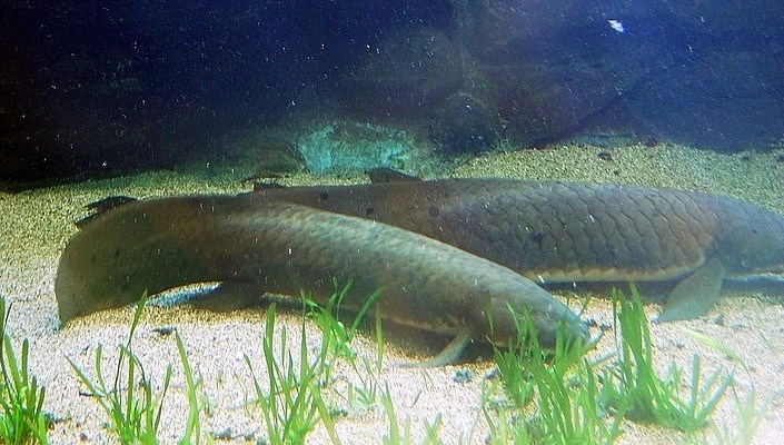 Picture 7 of 8 animals do not eat and still live well