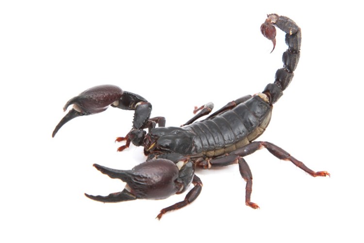 Picture 8 of 8 animals do not eat and still live well