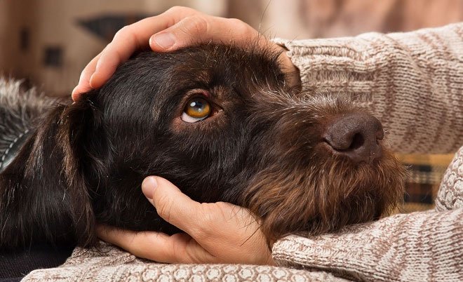 Picture 1 of 8 dangerous diseases you can catch from dogs