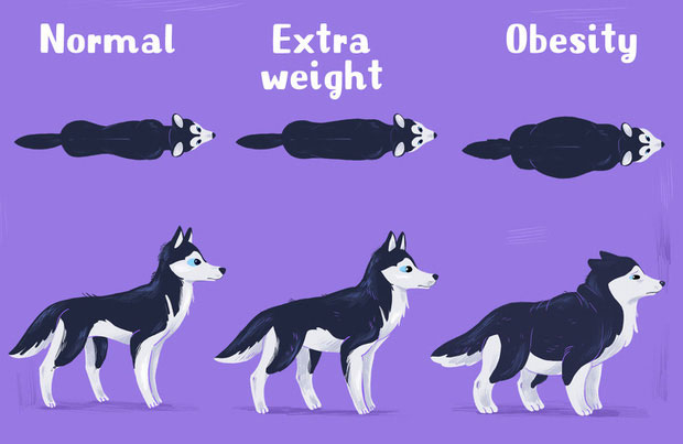 Picture 3 of 8 extremely serious mistakes that many pet owners are making without even knowing it