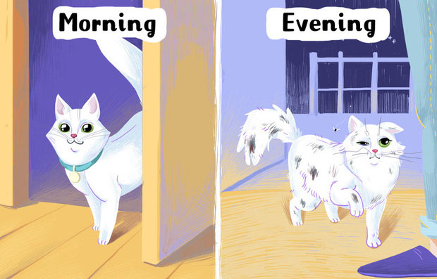Picture 5 of 8 extremely serious mistakes that many pet owners are making without even knowing it