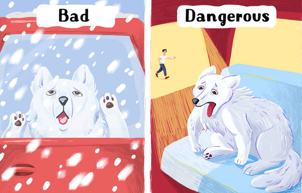 Picture 7 of 8 extremely serious mistakes that many pet owners are making without even knowing it