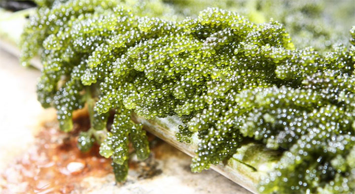 Picture 3 of 8 foods help kill cancer cells