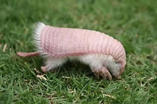 Picture 4 of 8 incredible bizarre animals exist in the world