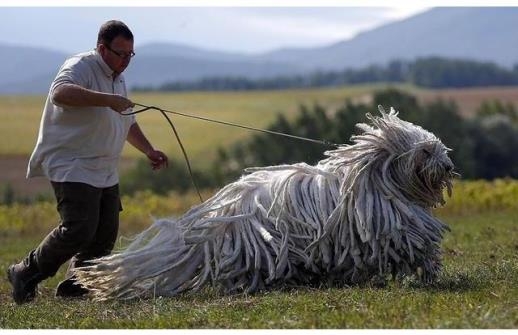 Picture 5 of 8 incredible bizarre animals exist in the world