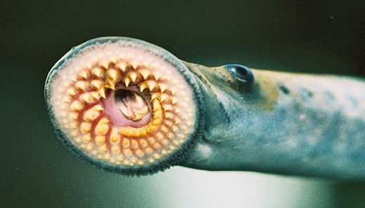 Picture 6 of 8 incredible bizarre animals exist in the world