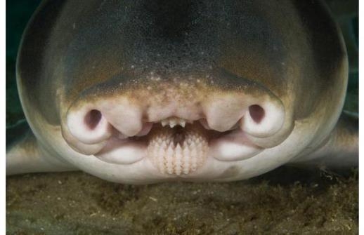 Picture 7 of 8 incredible bizarre animals exist in the world