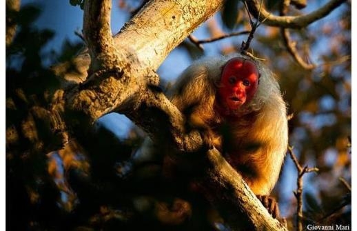 Picture 8 of 8 incredible bizarre animals exist in the world