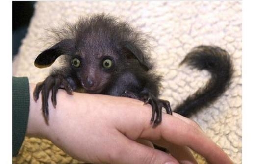 Picture 9 of 8 incredible bizarre animals exist in the world