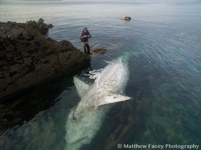 Picture 1 of 8 m monster shark body exposed belly on the English coast