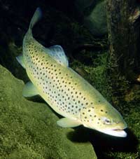 Picture 1 of 8 most dangerous invasive fish species in the world