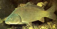 Picture 2 of 8 most dangerous invasive fish species in the world
