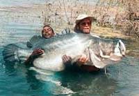 Picture 3 of 8 most dangerous invasive fish species in the world