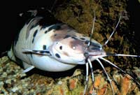 Picture 4 of 8 most dangerous invasive fish species in the world