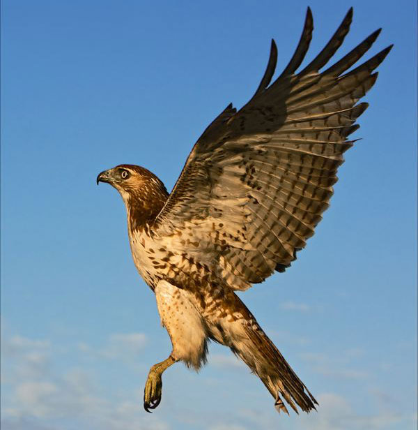 Picture 1 of 8 scary birds capable of killing people