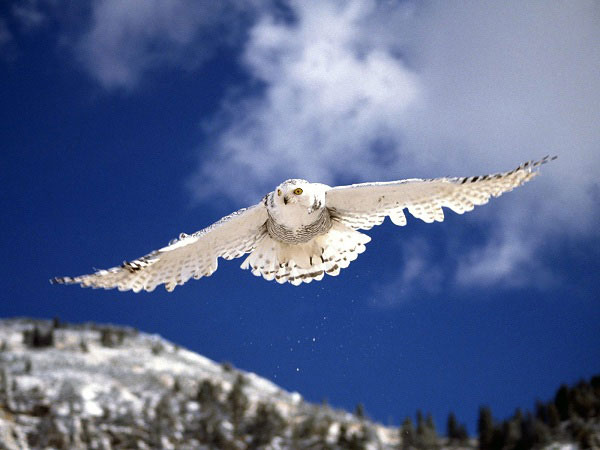 Picture 2 of 8 scary birds capable of killing people