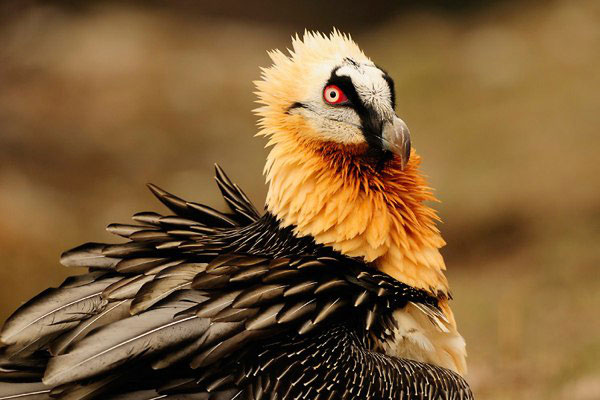 Picture 3 of 8 scary birds capable of killing people