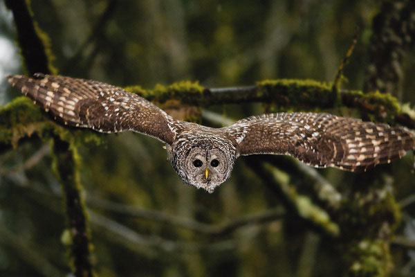 Picture 4 of 8 scary birds capable of killing people