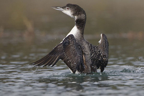 Picture 5 of 8 scary birds capable of killing people