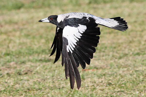 Picture 6 of 8 scary birds capable of killing people