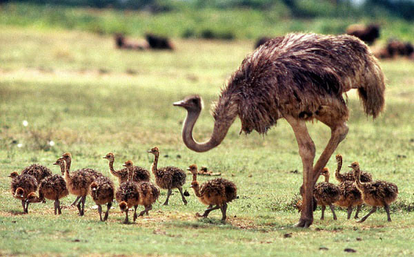 Picture 7 of 8 scary birds capable of killing people