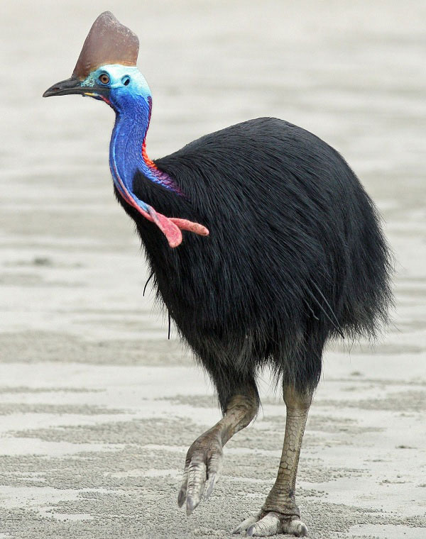 Picture 8 of 8 scary birds capable of killing people