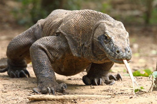 Picture 5 of 8 scary human enemies should stay away