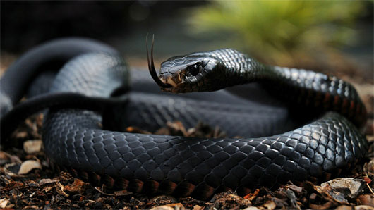 Picture 6 of 8 scary human enemies should stay away