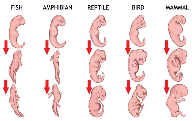 Picture 5 of 8 scientific findings prove the theory of evolution is correct