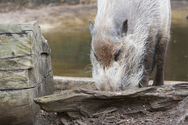 Picture 5 of 8 species of animals have strange hair