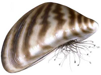 Picture 4 of 8 species of invertebrates in the most dangerous invasive water in the world