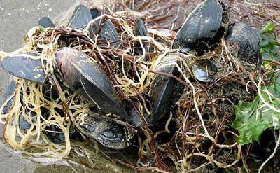 Picture 7 of 8 species of invertebrates in the most dangerous invasive water in the world