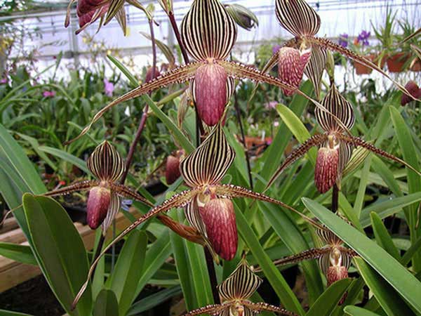Picture 4 of 8 species of the most expensive flower on the planet, with money is not sure to buy