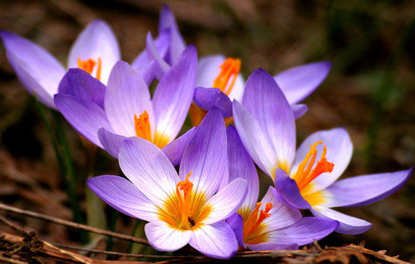 Picture 5 of 8 species of the most expensive flower on the planet, with money is not sure to buy