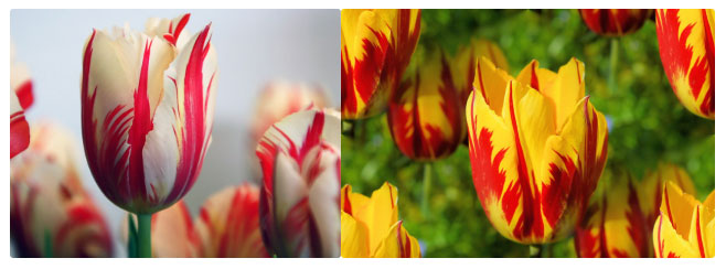 Picture 6 of 8 species of the most expensive flower on the planet, with money is not sure to buy
