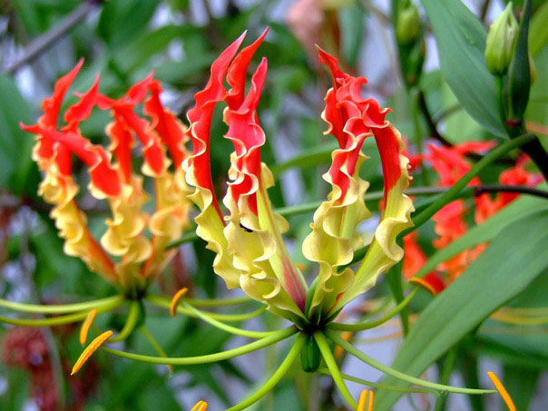 Picture 7 of 8 species of the most expensive flower on the planet, with money is not sure to buy