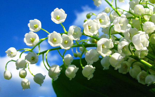 Picture 8 of 8 species of the most expensive flower on the planet, with money is not sure to buy
