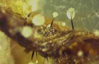 Picture 3 of 8 species of the world's most dangerous invasive microorganisms