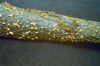 Picture 7 of 8 species of the world's most dangerous invasive microorganisms