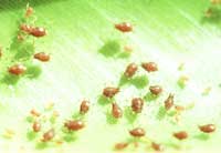 Picture 8 of 8 species of the world's most dangerous invasive microorganisms
