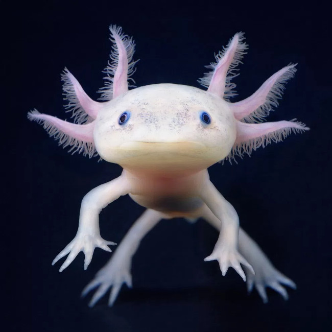 Picture 1 of 8 strange creatures seem like they do not belong to this planet