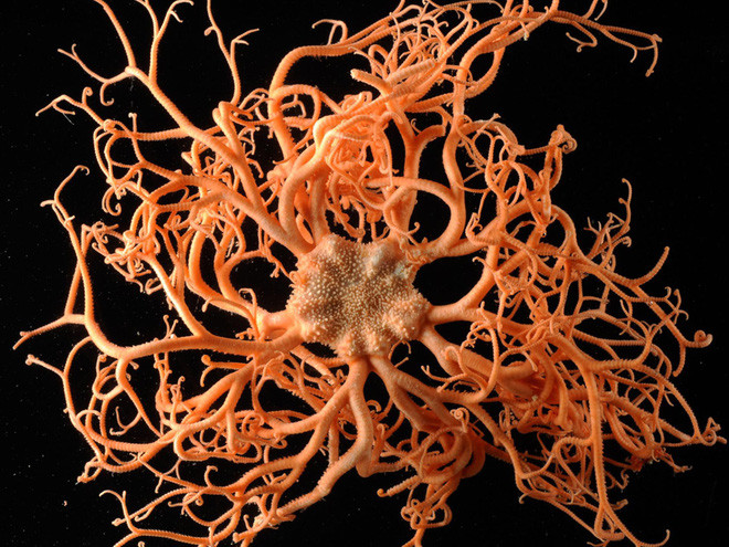 Picture 5 of 8 strange creatures seem like they do not belong to this planet