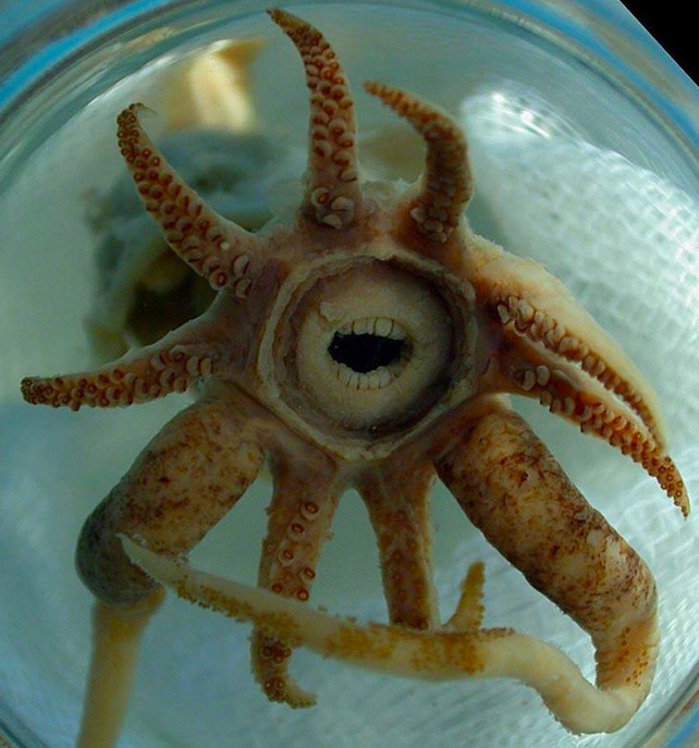 Picture 8 of 8 strange creatures seem like they do not belong to this planet