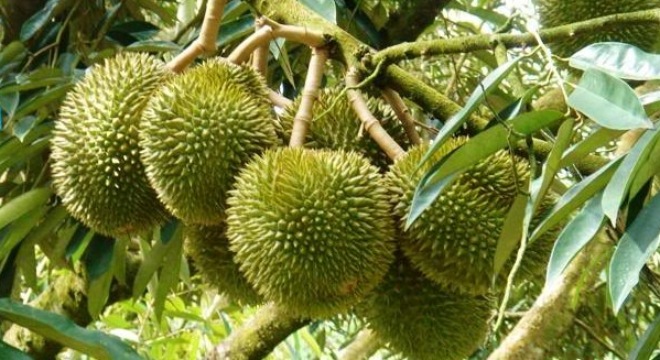 Picture 3 of 8 surprises about durian fruit not everyone knows