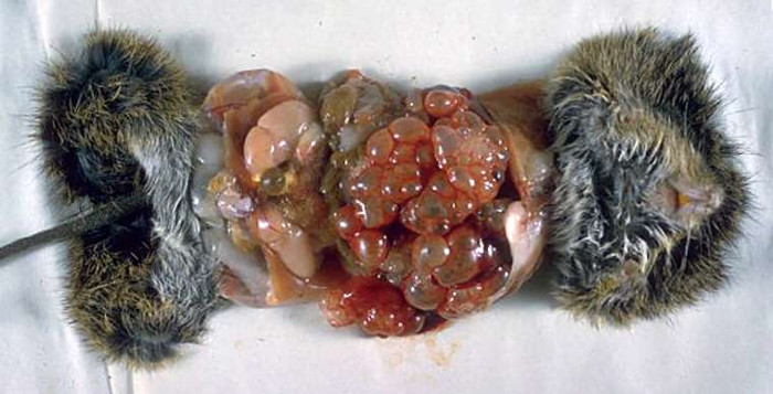 Picture 5 of 8 types of parasites are at risk of hiding in the food you eat every day
